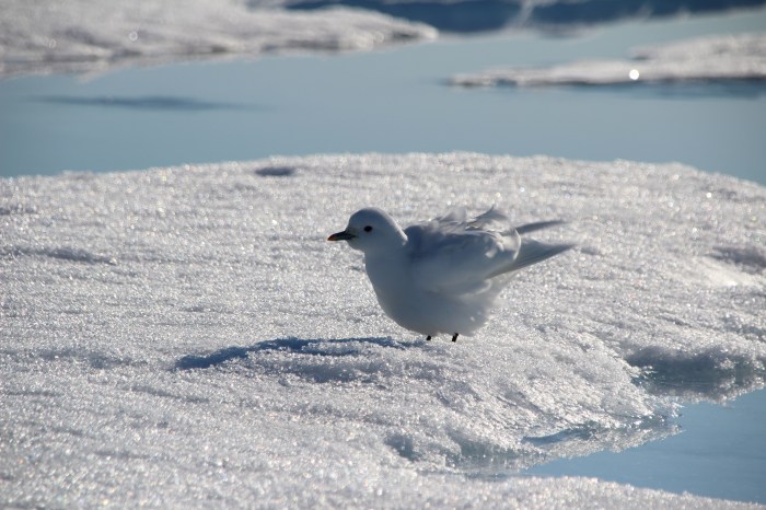 We called her Solveig