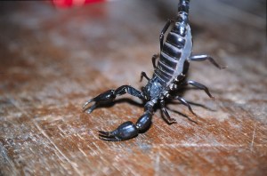 One of many Scorpions